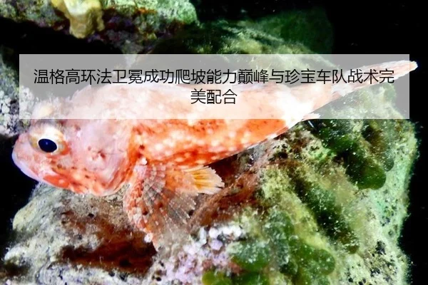 wen-ge-gao-huan-fa-wei-mian-cheng-gong-pa-po-neng-li-dian-feng-yu-zhen-bao-che-dui-zhan-shu-wan-mei-pei-he-3-440.jpg